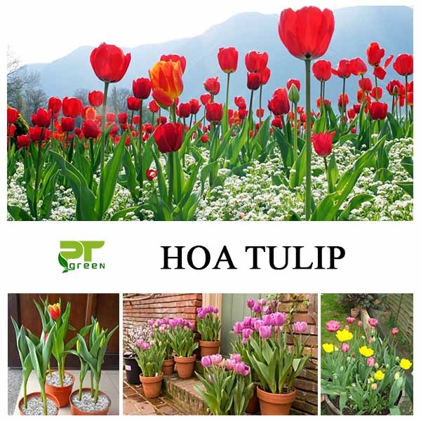 Hoa Tulip | Ý nghĩa của loài hoa Tulip qua các màu 
